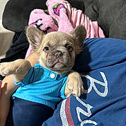 Chico joined the competition — help win amazing prizes! puppy, dog, french_bulldog, pet, blue_shirt, sitting, couch, blanket, pink_blanket, plush_toy, indoor, portrait, close_up, brown_fur, large_ears, blue_clothing, human, lap, cute, relaxed