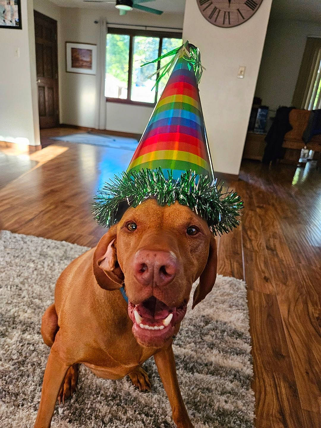 Nova is registered to the contest to win money with this photo: building, carnivore, companion_dog, cone, costume_hat, dog, dog_breed, event, fawn, flooring, hardwood, holiday, liver, party_hat, party_supply, picture_frame, tree, varnish, wood, working_animal