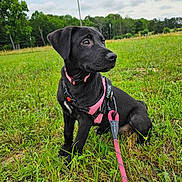 Pepper Jack is registered to the contest to win money with this photo: dog, puppy, black_dog, pink_harness, leash, grass, outdoor, field, nature, greenery, pet, canine, young_dog, animal, sitting, alert, daytime, sky, trees, playful