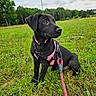 dog, puppy, black_dog, pink_harness, leash, grass, outdoor, field, nature, greenery, pet, canine, young_dog, animal, sitting, alert, daytime, sky, trees, playful