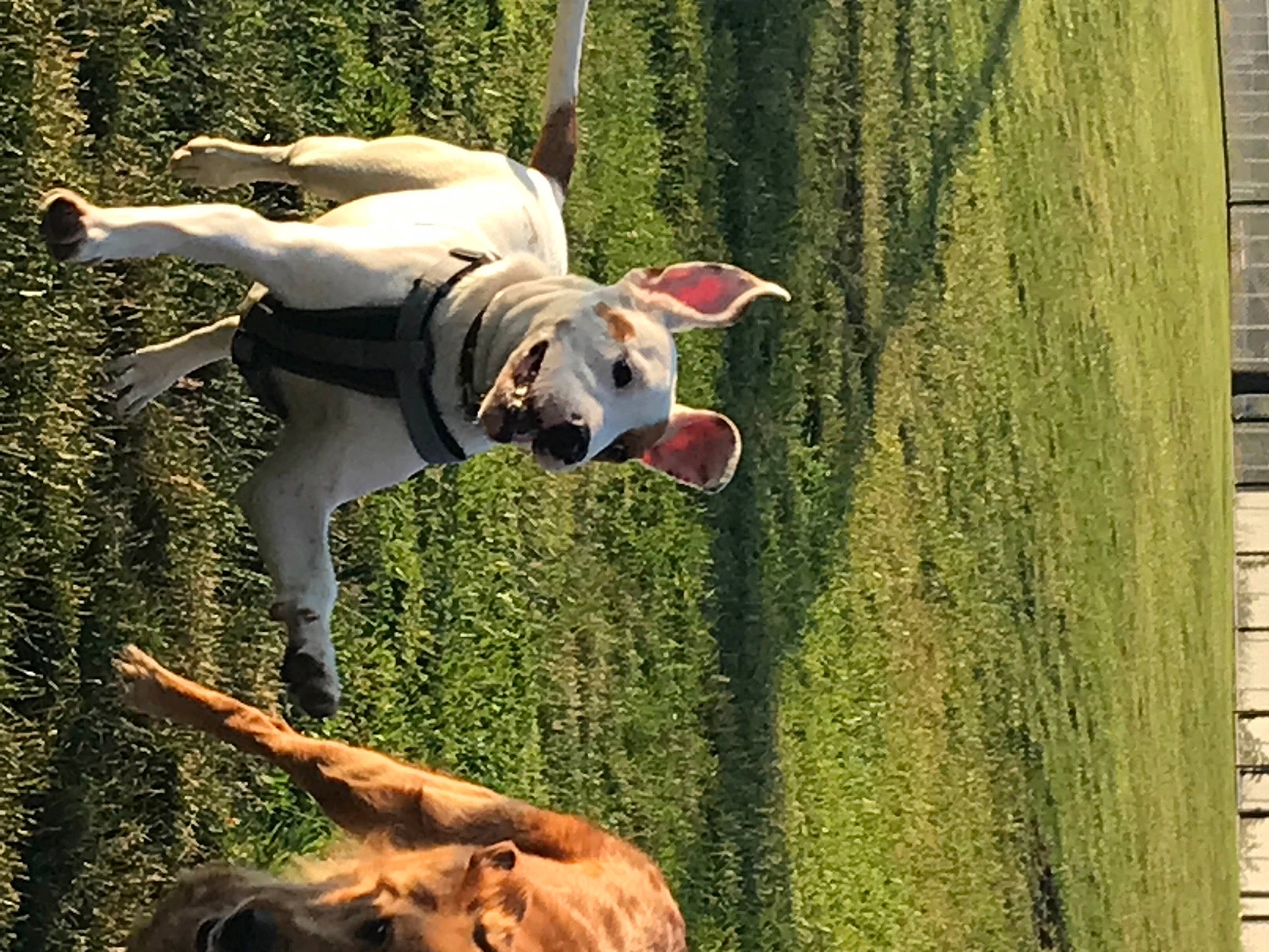 Fern joined the competition — help win amazing prizes! adventure, canidae, carnivore, companion_dog, dog, dog_breed, fawn, fun, grass, happy, leisure, people_in_nature, plant, recreation, sporting_group, tail, tree, trunk, vertebrate, wood