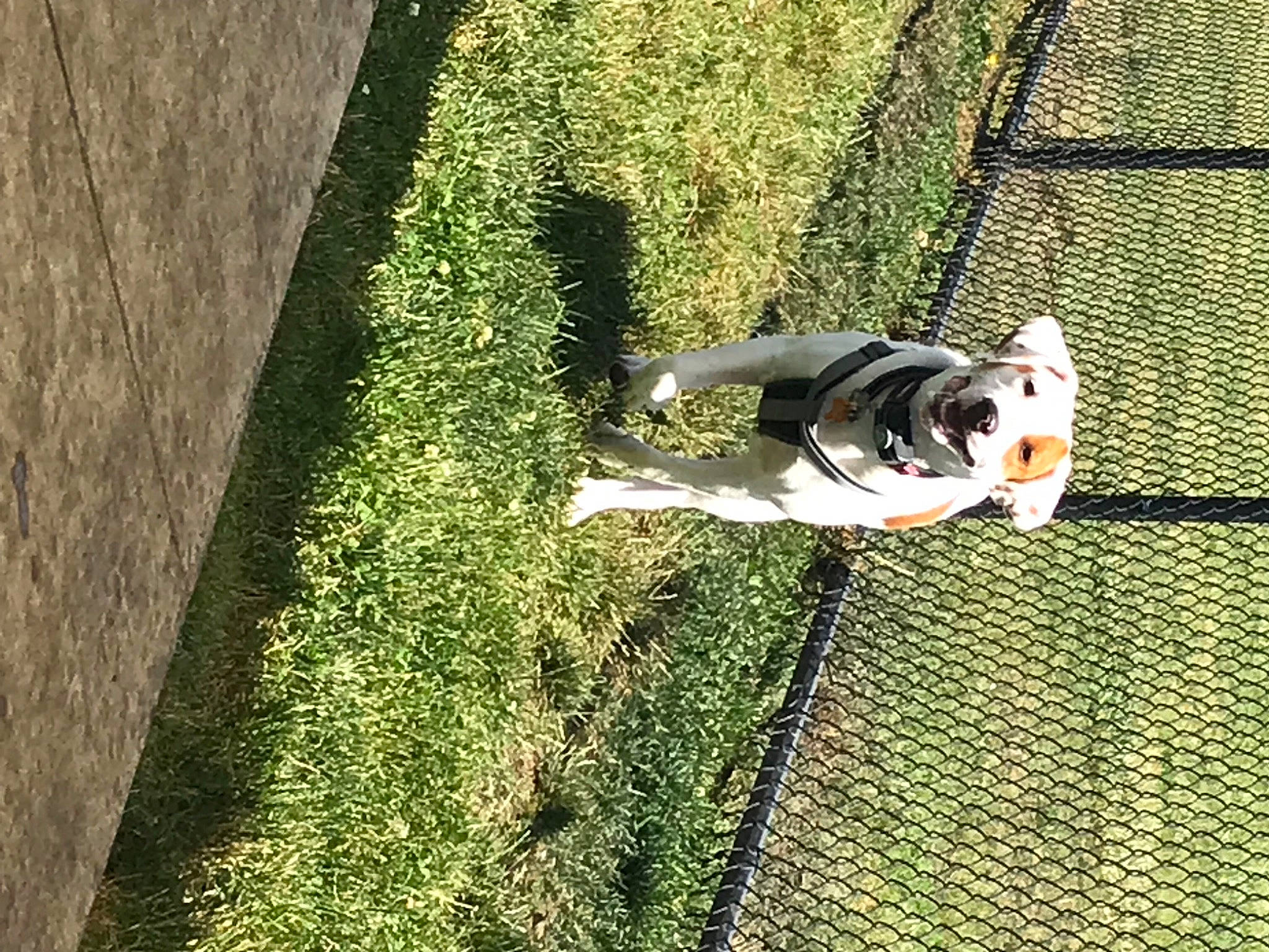 Fern is registered to the contest to win money with this photo: carnivore, companion_dog, dog, dog_breed, flooring, grass, grass_family, groundcover, hedge, landscape, lawn, mesh, people_in_nature, plant, recreation, shrub, sidewalk, tail, toy, tree