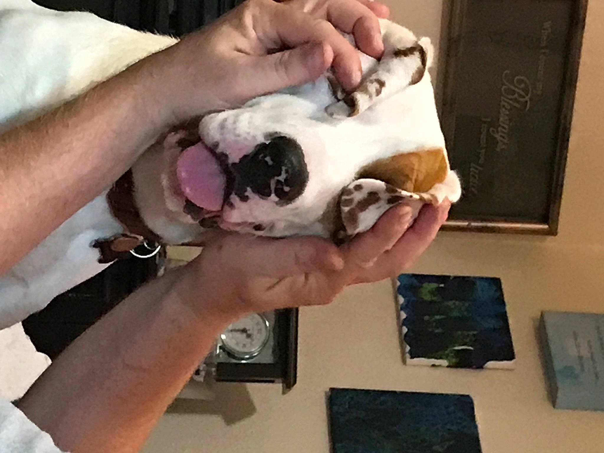 Fern joined the competition — help win amazing prizes! comfort_food, companion_dog, cuisine, dish, dog_breed, felidae, finger, fur, hand, nail, recipe, small_to_medium_sized_cats, sweetness, tambourine, thumb, visual_arts, wrist