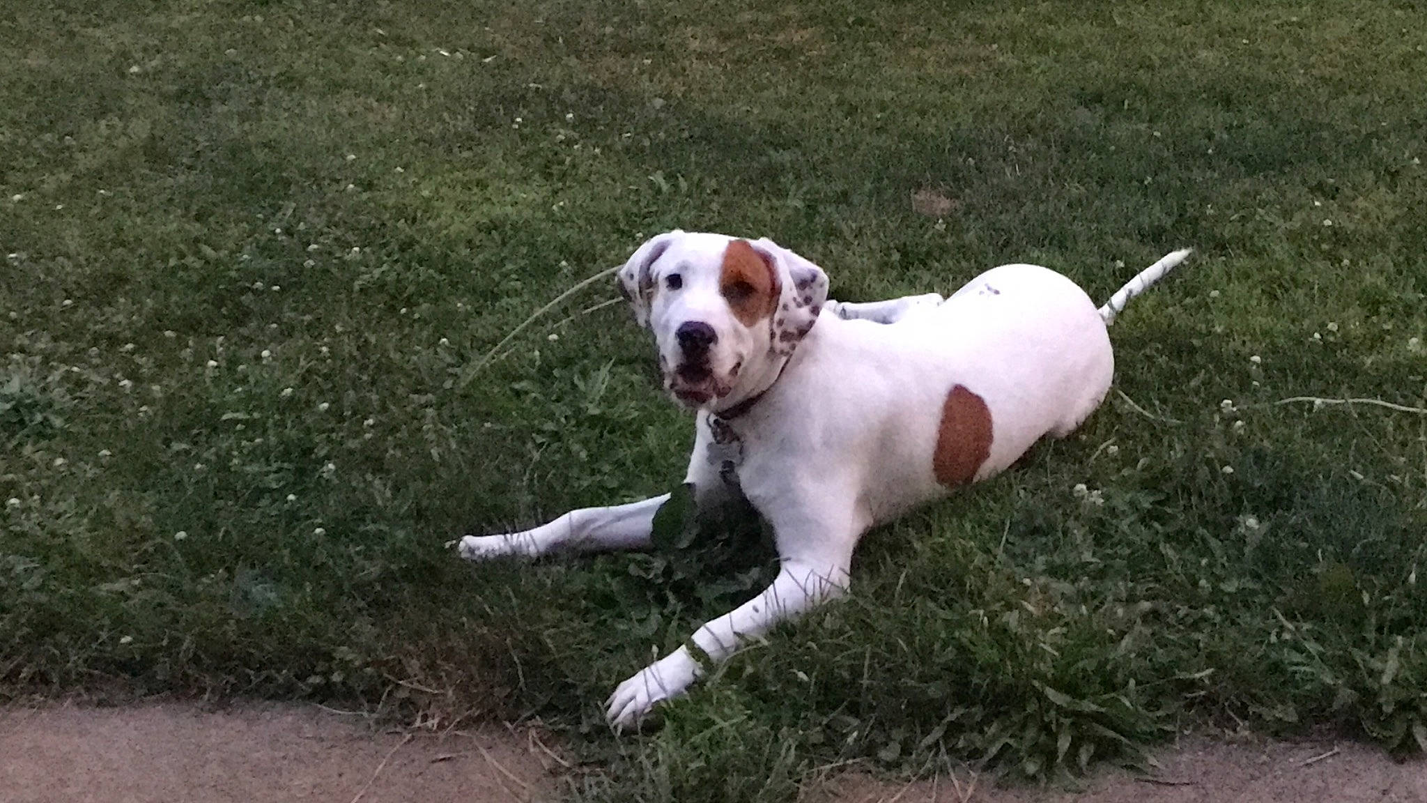 Fern joined the competition — help win amazing prizes! canidae, carnivore, collar, companion_dog, dog, dog_breed, dog_collar, dog_supply, dogo_guatemalteco, fawn, grass, kong, leash, paw, pet_supply, snout, sporting_group, tail, terrestrial_animal, working_animal