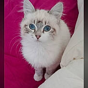 Plume a rejoint le concours — aidez-le/la à gagner de superbes lots ! animal, blanket, blue_eyes, cat, curious, cute, domestic, ears, feline, fluffy, indoor, kitten, nose, pet, pillow, sitting, small, whiskers, white_fur, young