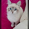 animal, blanket, blue_eyes, cat, curious, cute, domestic, ears, feline, fluffy, indoor, kitten, nose, pet, pillow, sitting, small, whiskers, white_fur, young