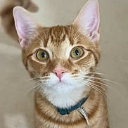 Hunny is registered to the contest to win money with this photo: cat, ginger_tabby, green_eyes, collar, pet, curious, whiskers, tail, indoor, feline, close_up, portrait, looking_up, domestic_cat, animal, cute, fur, standing, mammal, young_cat