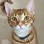 cat, ginger_tabby, green_eyes, collar, pet, curious, whiskers, tail, indoor, feline, close_up, portrait, looking_up, domestic_cat, animal, cute, fur, standing, mammal, young_cat