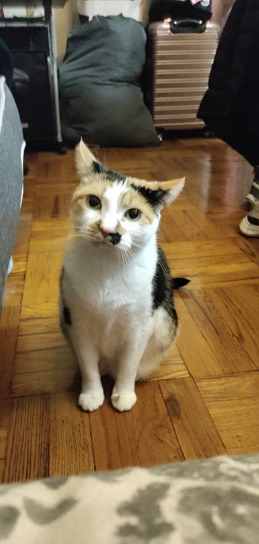 Nina is registered to the contest to win money with this photo: cat, indoor, wooden_floor, sitting, curious, pet, household, cushion, suitcase, shoes, flooring, fur, whiskers, ears, eyes, tail, domestic_animal, looking_up, home, animal