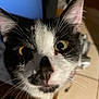 cat, black_and_white, close_up, whiskers, indoor, curious, pet, feline, animal, face, ears, eyes, nose, fur, domestic, mammal, portrait, looking, cute, closeup