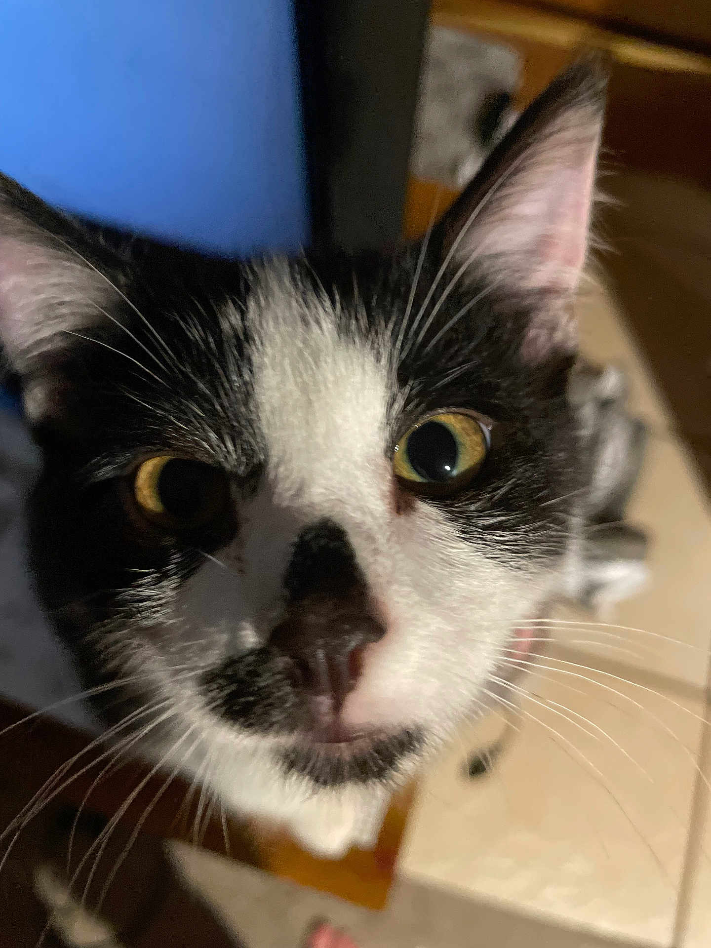 Panda joined the competition — help win amazing prizes! cat, black_and_white, close_up, whiskers, indoor, curious, pet, feline, animal, face, ears, eyes, nose, fur, domestic, mammal, portrait, looking, cute, closeup
