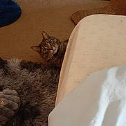 Blue is registered to the contest to win money with this photo: cat, tabby_cat, carpet, rug, pillow, bed, blanket, floor, indoor, furniture, curious, pet, animal, cozy, home, pattern, brown, gray, soft_texture, resting