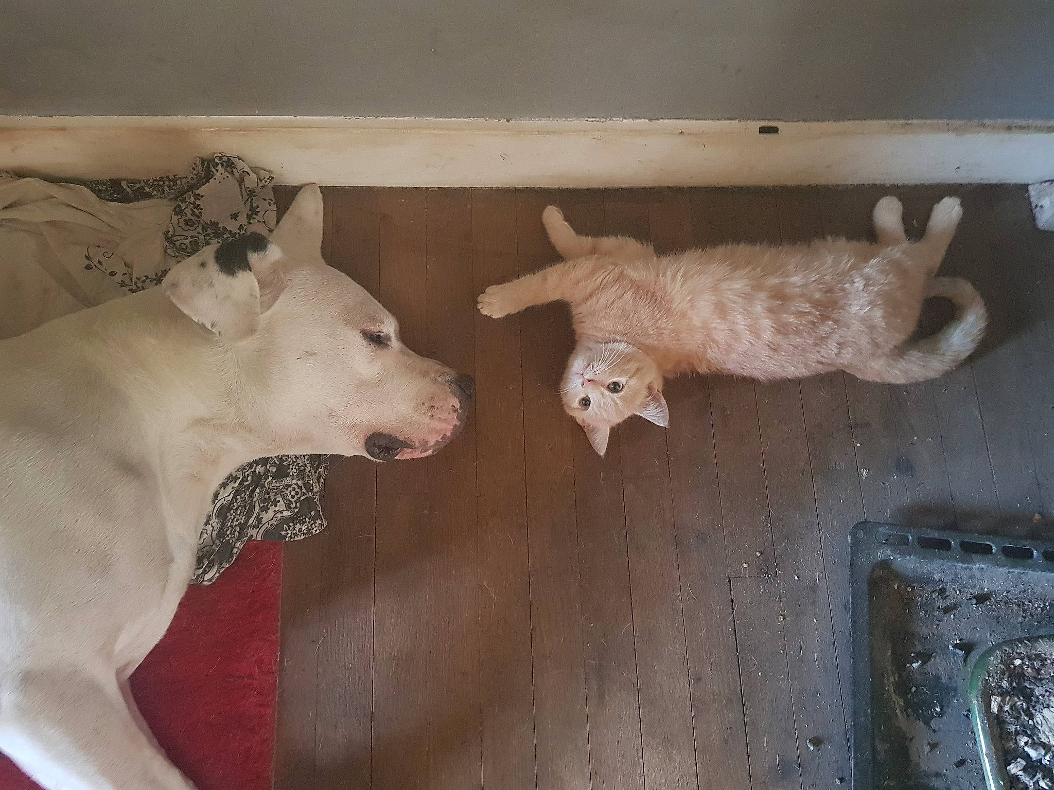 Sharlie participe au concours pour gagner de l'argent avec cette photo : animal_shelter, canidae, carnivore, dog, dog_breed, dogo_argentino, fawn, guard_dog, mammal, non_sporting_group, sporting_group, street_dog, vertebrate