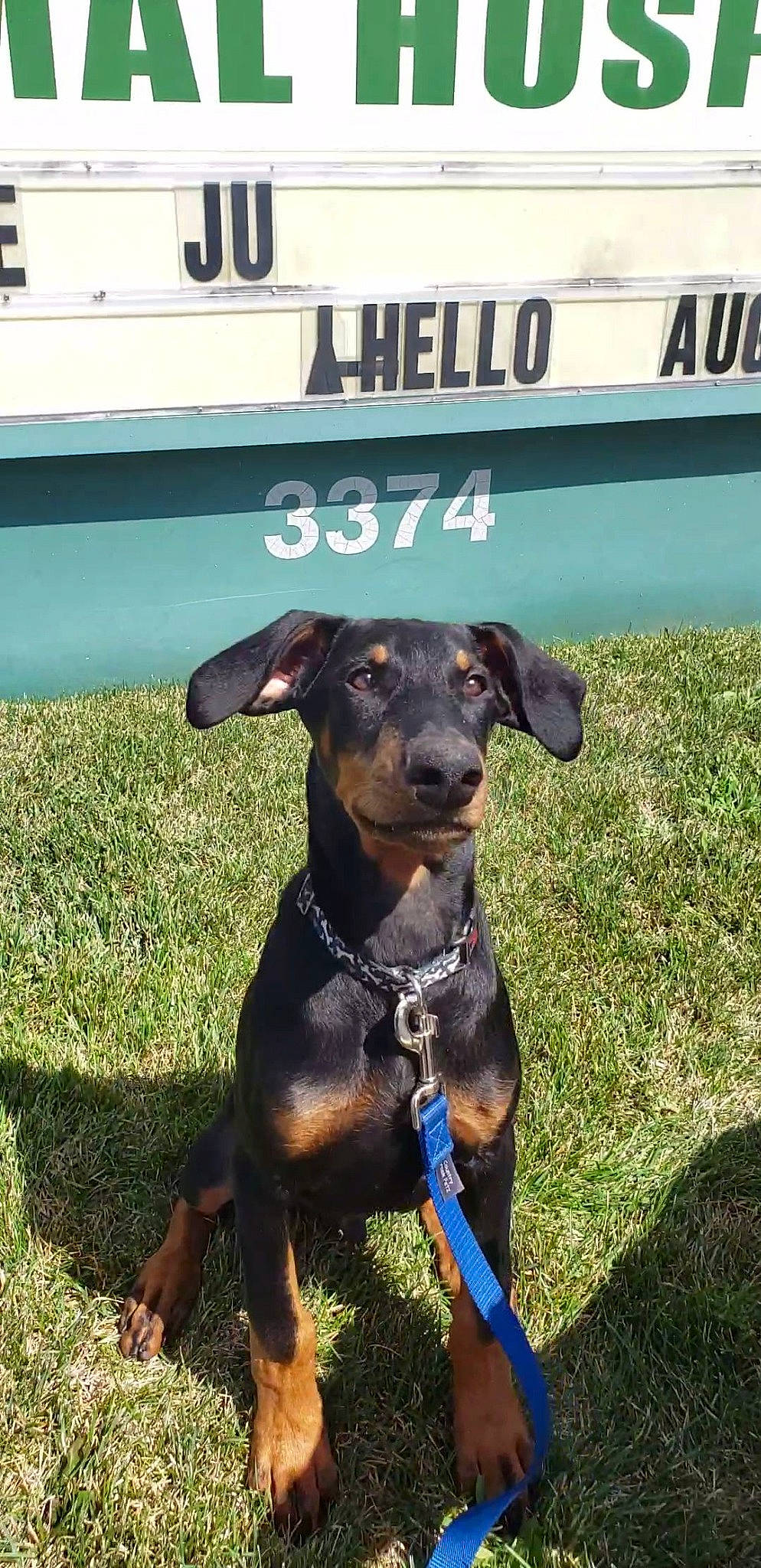 Argos is registered to the contest to win money with this photo: austrian_black_and_tan_hound, canidae, carnivore, dog, dog_breed, german_pinscher, guard_dog, huntaway, hunting_dog, mammal, manchester_terrier, miniature_pinscher, pinscher, rare_breed_dog, snout, sporting_group, toy_manchester_terrier, vertebrate, working_dog
