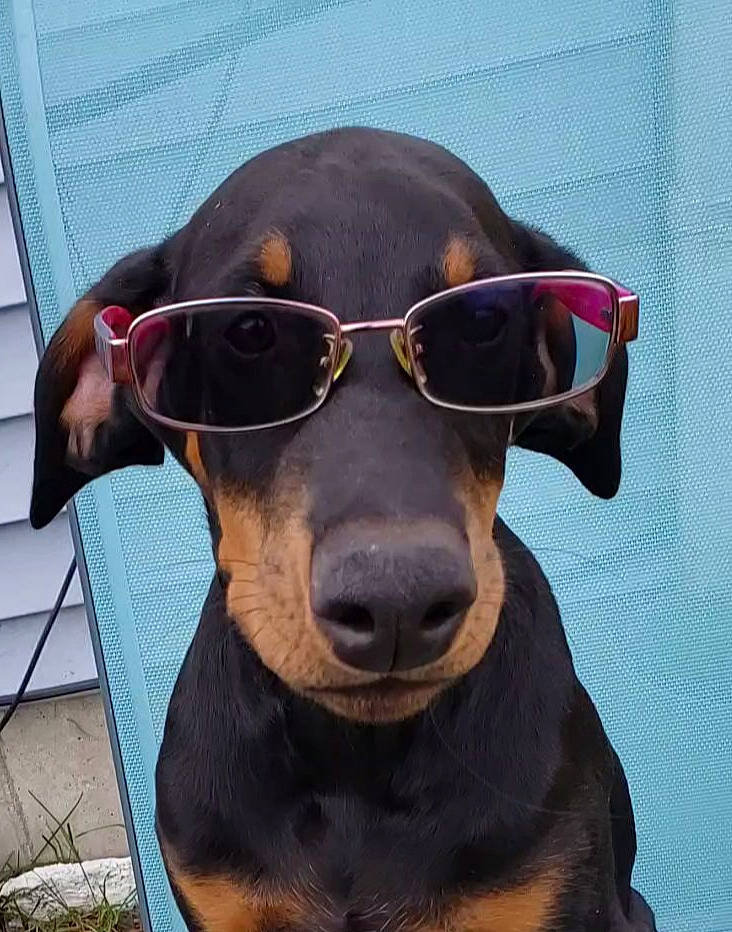 Argos is registered to the contest to win money with this photo: canidae, carnivore, dobermann, dog, dog_breed, ear, eyewear, german_pinscher, glasses, guard_dog, hellenikos_ichnilatis, huntaway, mammal, manchester_terrier, miniature_pinscher, pinscher, snout, sunglasses, vertebrate, working_dog