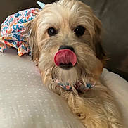 Lucy is registered to the contest to win money with this photo: dog, tongue_out, fluffy, lying_down, pillow, indoor, cute, pet, colorful_outfit, playful, animal, fur, canine, resting, closeup, adorable, bedroom, soft, companion, friendly