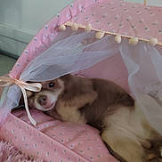 Prisca participe au concours pour gagner de l'argent avec cette photo : dog, pet_bed, pink, canopy, netting, floral_pattern, indoor, cozy, relaxed, cute, small_dog, resting, furry, animal, domestic, sleepy, cushion, fabric, ribbon, home