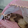dog, pet_bed, pink, canopy, netting, floral_pattern, indoor, cozy, relaxed, cute, small_dog, resting, furry, animal, domestic, sleepy, cushion, fabric, ribbon, home