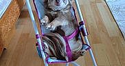 Prisca a rejoint le concours — aidez-le/la à gagner de superbes lots ! animal, cute, dog, domestic, flooring, fluffy, hand, house, indoor, looking_at_camera, person, pet, pink_pants, relaxed, resting, seated, small_dog, stroller, wheels, wooden_floor