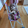 Prisca a rejoint le concours — aidez-le/la à gagner de superbes lots ! dog, pet, stroller, indoor, wooden_floor, person, pink_pants, small_dog, fluffy, seated, looking_at_camera, wheels, hand, animal, cute, domestic, house, flooring, resting, relaxed