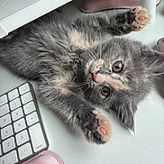 Nexa joined the competition — help win amazing prizes! kitten, cat, gray_fur, pink_paw_pads, keyboard, desk, wrist_rest, cute, pet, playful, indoor, feline, whiskers, curious, soft_fur, animal, young, paw, close_up, resting