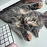 kitten, cat, gray_fur, pink_paw_pads, keyboard, desk, wrist_rest, cute, pet, playful, indoor, feline, whiskers, curious, soft_fur, animal, young, paw, close_up, resting