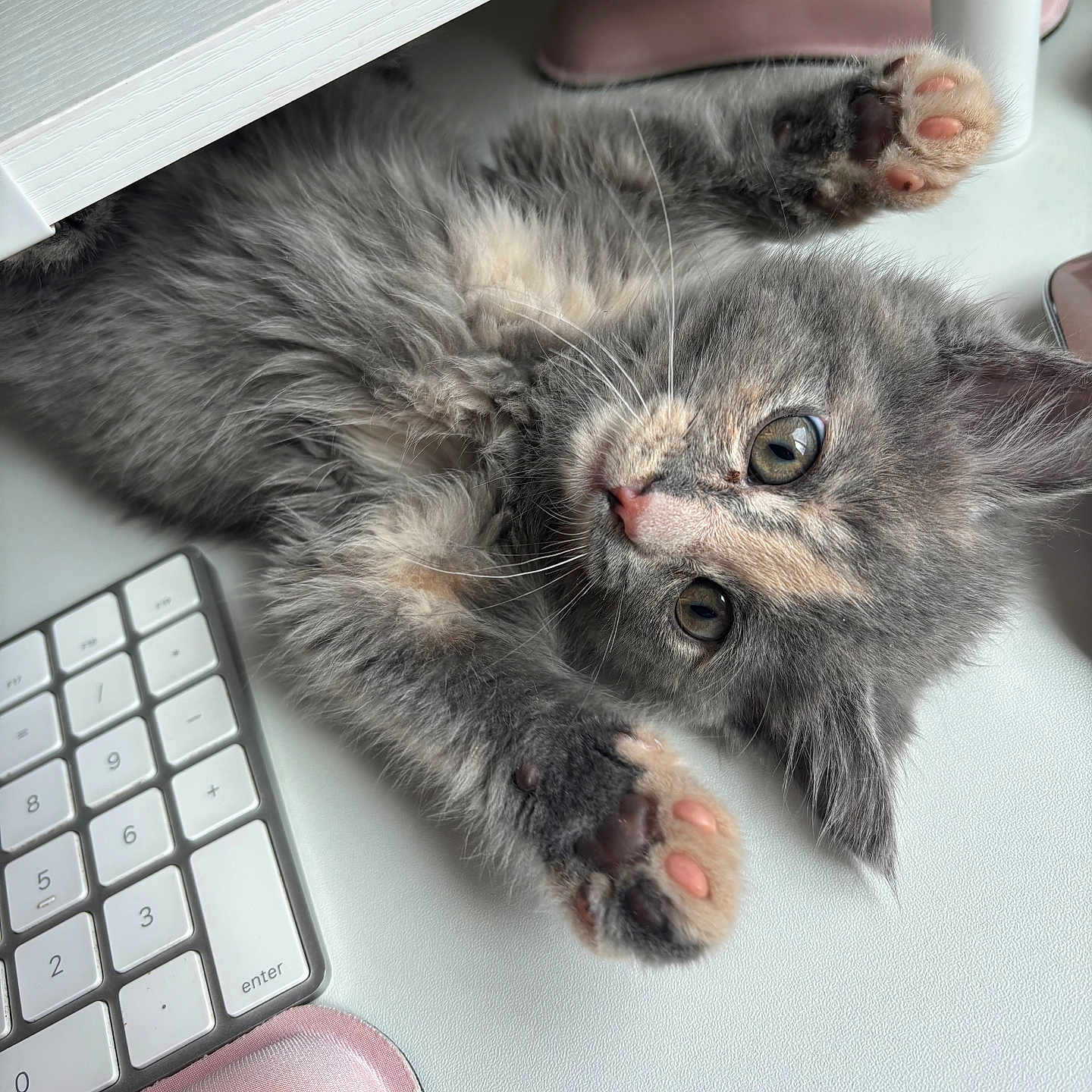 Nexa joined the competition — help win amazing prizes! kitten, cat, gray_fur, pink_paw_pads, keyboard, desk, wrist_rest, cute, pet, playful, indoor, feline, whiskers, curious, soft_fur, animal, young, paw, close_up, resting