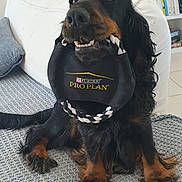 Fripouille a rejoint le concours — aidez-le/la à gagner de superbes lots ! dog, toy, black_dog, brown_paws, indoor, couch, blanket, book_shelf, living_room, pet, playful, fur, canine, animal, home, comfortable, sitting, looking_up, knitted_blanket, domestic_animal