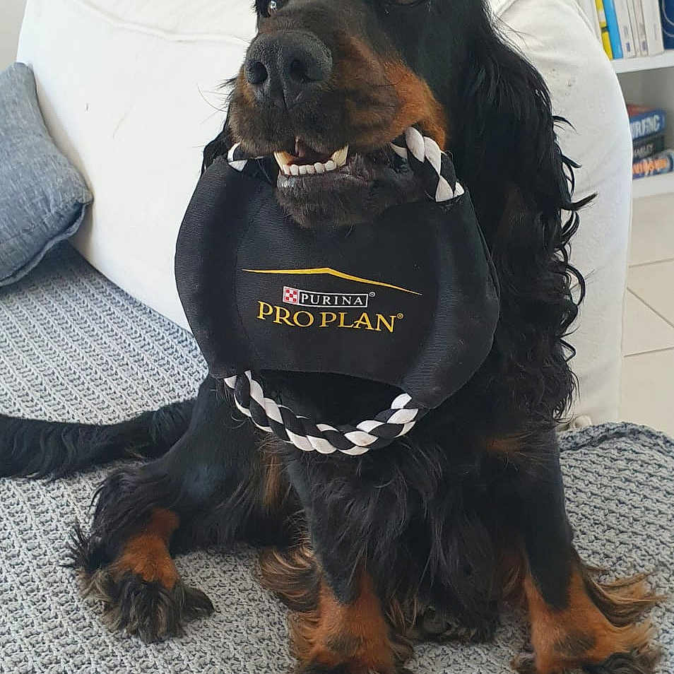 Fripouille a rejoint le concours — aidez-le/la à gagner de superbes lots ! dog, toy, black_dog, brown_paws, indoor, couch, blanket, book_shelf, living_room, pet, playful, fur, canine, animal, home, comfortable, sitting, looking_up, knitted_blanket, domestic_animal