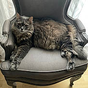 Mistigri a rejoint le concours — aidez-le/la à gagner de superbes lots ! cat, gray_cat, fluffy_cat, tabby, armchair, furniture, indoor, relaxed, pet, animal, wooden_floor, curtains, natural_light, resting, paws, long_fur, cozy, home, domestic_cat, mammal