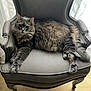cat, gray_cat, fluffy_cat, tabby, armchair, furniture, indoor, relaxed, pet, animal, wooden_floor, curtains, natural_light, resting, paws, long_fur, cozy, home, domestic_cat, mammal