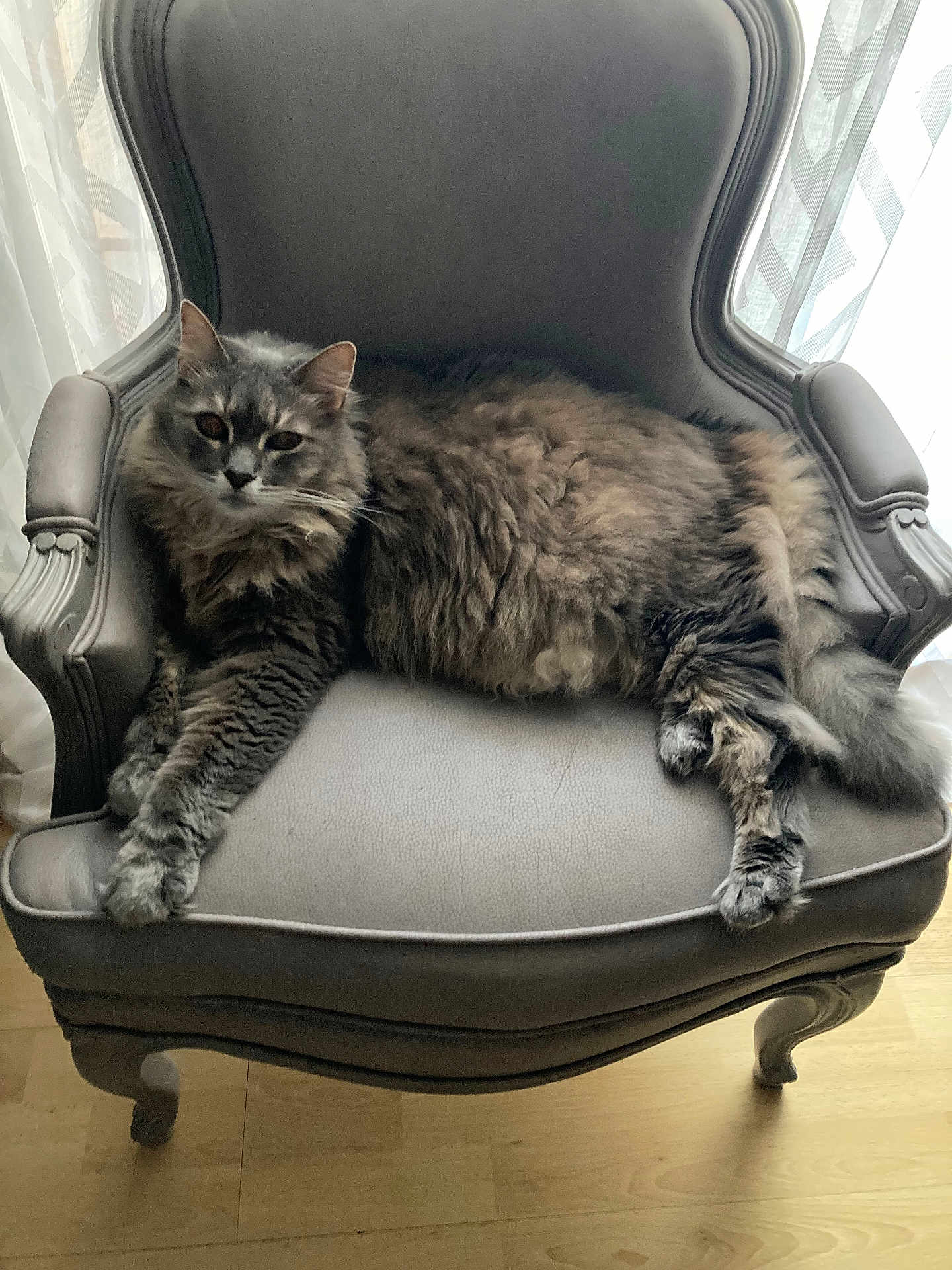 Mistigri a rejoint le concours — aidez-le/la à gagner de superbes lots ! cat, gray_cat, fluffy_cat, tabby, armchair, furniture, indoor, relaxed, pet, animal, wooden_floor, curtains, natural_light, resting, paws, long_fur, cozy, home, domestic_cat, mammal