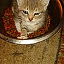 animal, cat, kitten, pet, abyssinian, bowl, manx, siamese, mixingbowl, bean, food, lentil, plant, produce, vegetable, fruit