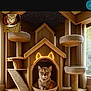 Nubs is registered to the contest to win money with this photo: abyssinian, animal, bookcase, box, cat, closet, cupboard, den, doghouse, fireplace, furniture, indoors, interiordesign, kennel, kitten, manx, pet, playarea, shelf, wood