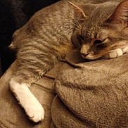 Nubs joined the competition — help win amazing prizes! cat, tabby, feline, pet, sleeping, resting, couch, furniture, indoor, cozy, paw, brown, soft, relaxed, animal, mammal, fur, whiskers, ears, home