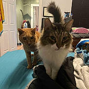 Gideon joined the competition — help win amazing prizes! cat, orange_cat, tabby_cat, bed, blanket, indoor, curious, feline, pet, domestic_animal, tail, fur, whiskers, clothing, door, room, furniture, floor, household, cozy