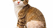Gizmo is registered to the contest to win money with this photo: animal, blanket, cat, closeup, colorful, cute, feline, fluffy, fur, green_eyes, indoor, pet, portrait, sitting, small_inset, tabby, tail, website_text, whiskers, white_background