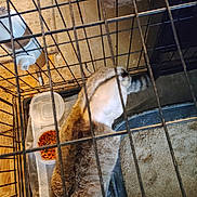 Gizmo is registered to the contest to win money with this photo: cat, tabby_cat, pet, indoor, cage, metal_bars, litter_box, cat_litter, food_bowl, water_dispenser, plastic_container, pee_pad, shaved_belly, medical, top_down_view, resting, flooring, kennel, tray, confined