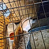 Gizmo is registered to the contest to win money with this photo: cage, cat, cat_litter, confined, flooring, food_bowl, indoor, kennel, litter_box, medical, metal_bars, pee_pad, pet, plastic_container, resting, shaved_belly, tabby_cat, top_down_view, tray, water_dispenser