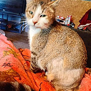 Gizmo is registered to the contest to win money with this photo: