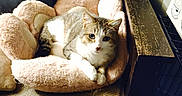 Gizmo joined the competition — help win amazing prizes! armrest, bed, cat, close_up, couch, cozy, feline, fur, furniture, indoor, living_room, looking_at_camera, paws, pet, pillow, plush_bed, relaxed, soft_texture, tabby, whiskers