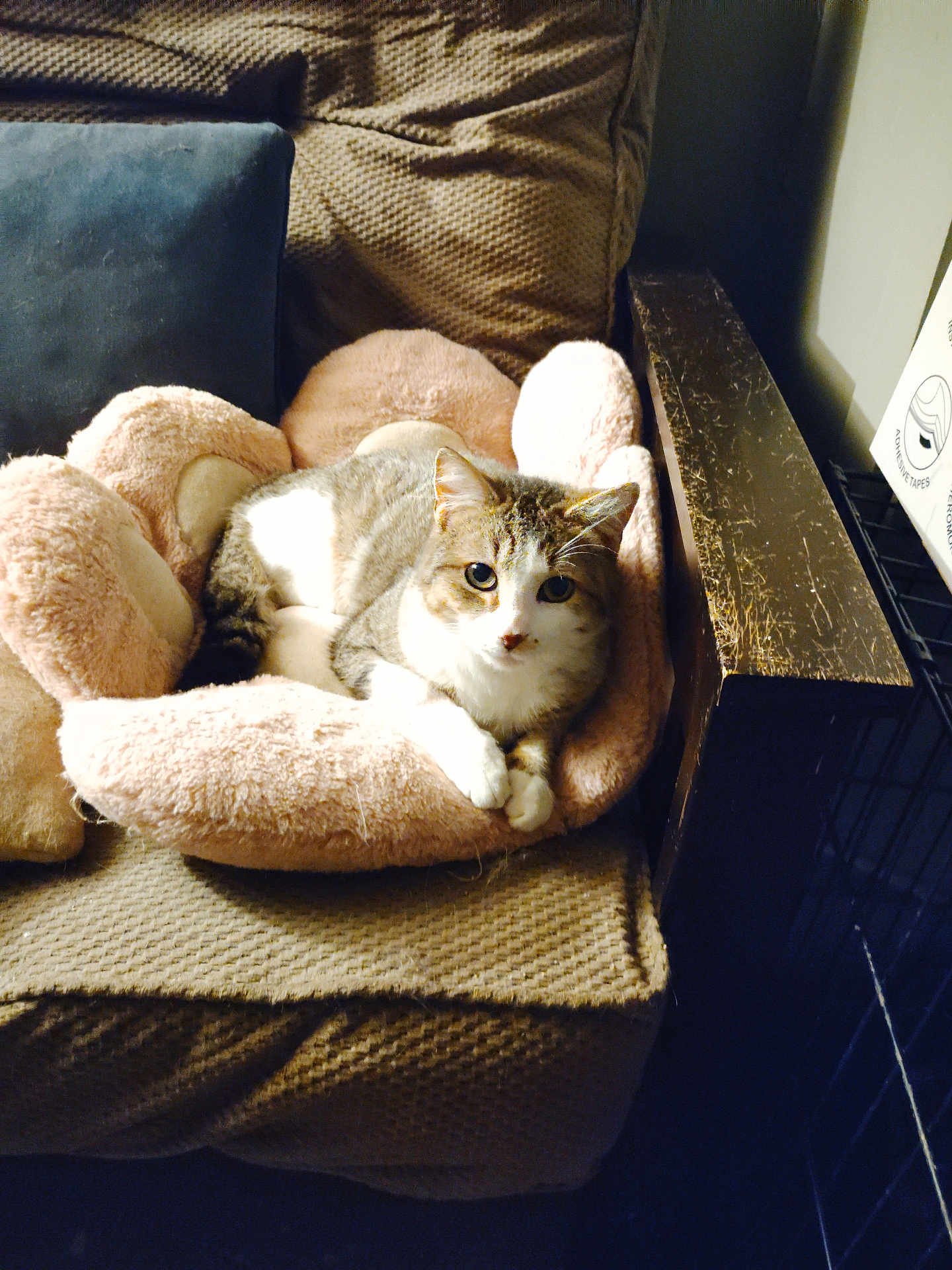 Gizmo joined the competition — help win amazing prizes! cat, tabby, pet, feline, plush_bed, bed, couch, pillow, armrest, indoor, cozy, whiskers, paws, fur, relaxed, looking_at_camera, living_room, soft_texture, close_up, furniture