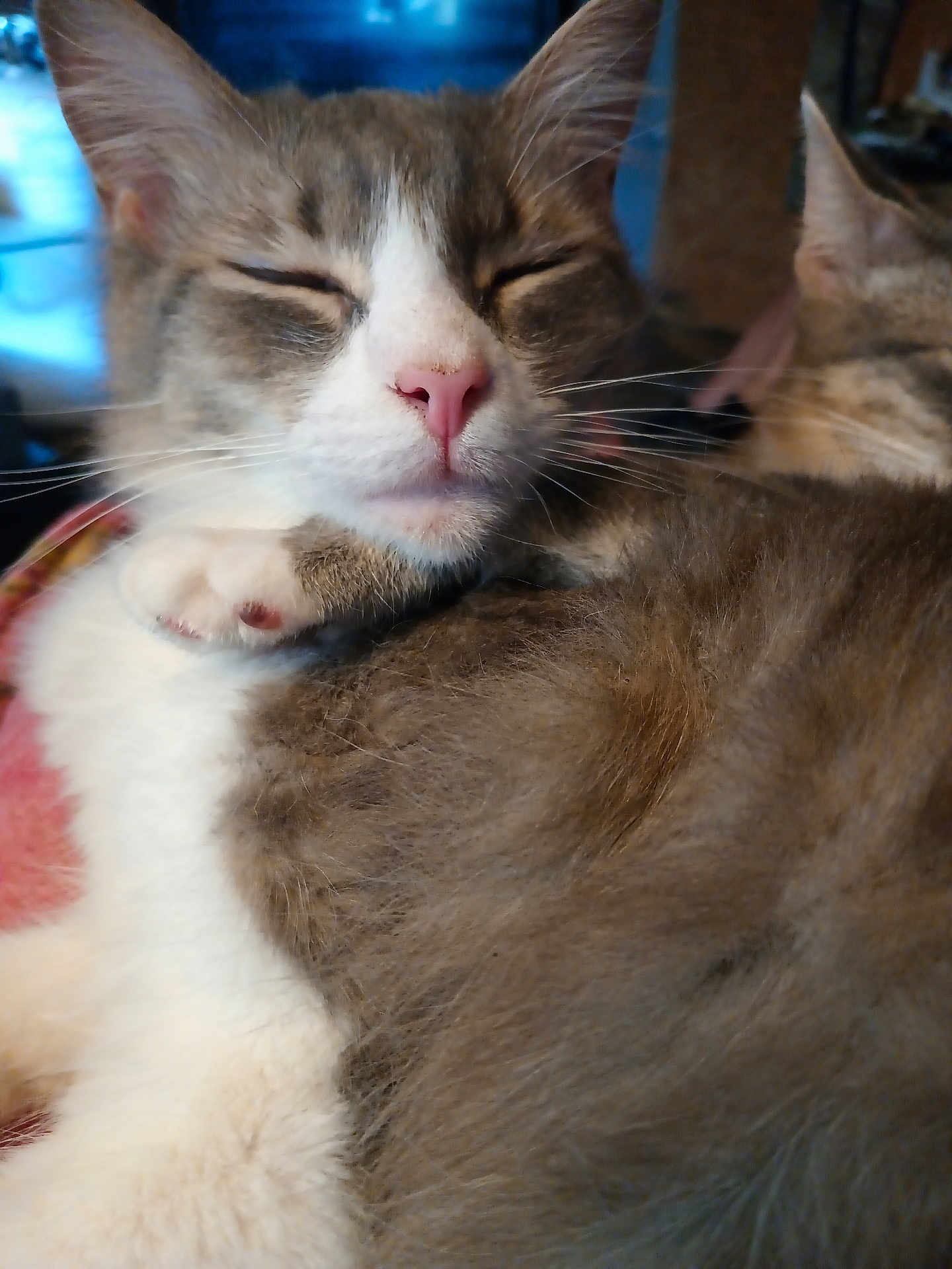 Paws