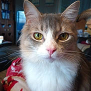 Paws is registered to the contest to win money with this photo: cat, close_up, indoor, pet, feline, whiskers, fluffy, yellow_eyes, pink_nose, fur, animal, domestic, cozy, blanket, living_room, portrait, cute, soft_light, face