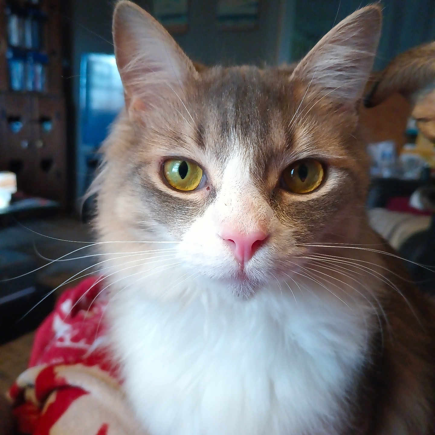 Paws is registered to the contest to win money with this photo: animal, blanket, cat, close_up, cozy, cute, domestic, face, feline, fluffy, fur, indoor, living_room, pet, pink_nose, portrait, soft_light, whiskers, yellow_eyes