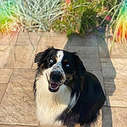 Blue is registered to the contest to win money with this photo: animal, black_and_white, blue_eyes, brown_spots, canine, daylight, dog, fluffy_fur, garden, greenery, happy, looking_up, outdoor, patio, pet, shadow, sitting, smiling, stone_floor, sunlight
