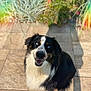animal, black_and_white, blue_eyes, brown_spots, canine, daylight, dog, fluffy_fur, garden, greenery, happy, looking_up, outdoor, patio, pet, shadow, sitting, smiling, stone_floor, sunlight