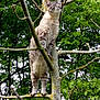 cat, tree, branches, leaves, nature, outdoor, animal, feline, fur, wildlife, greenery, climbing, pet, mammal, standing, alert, daylight, plant, trunk, forest