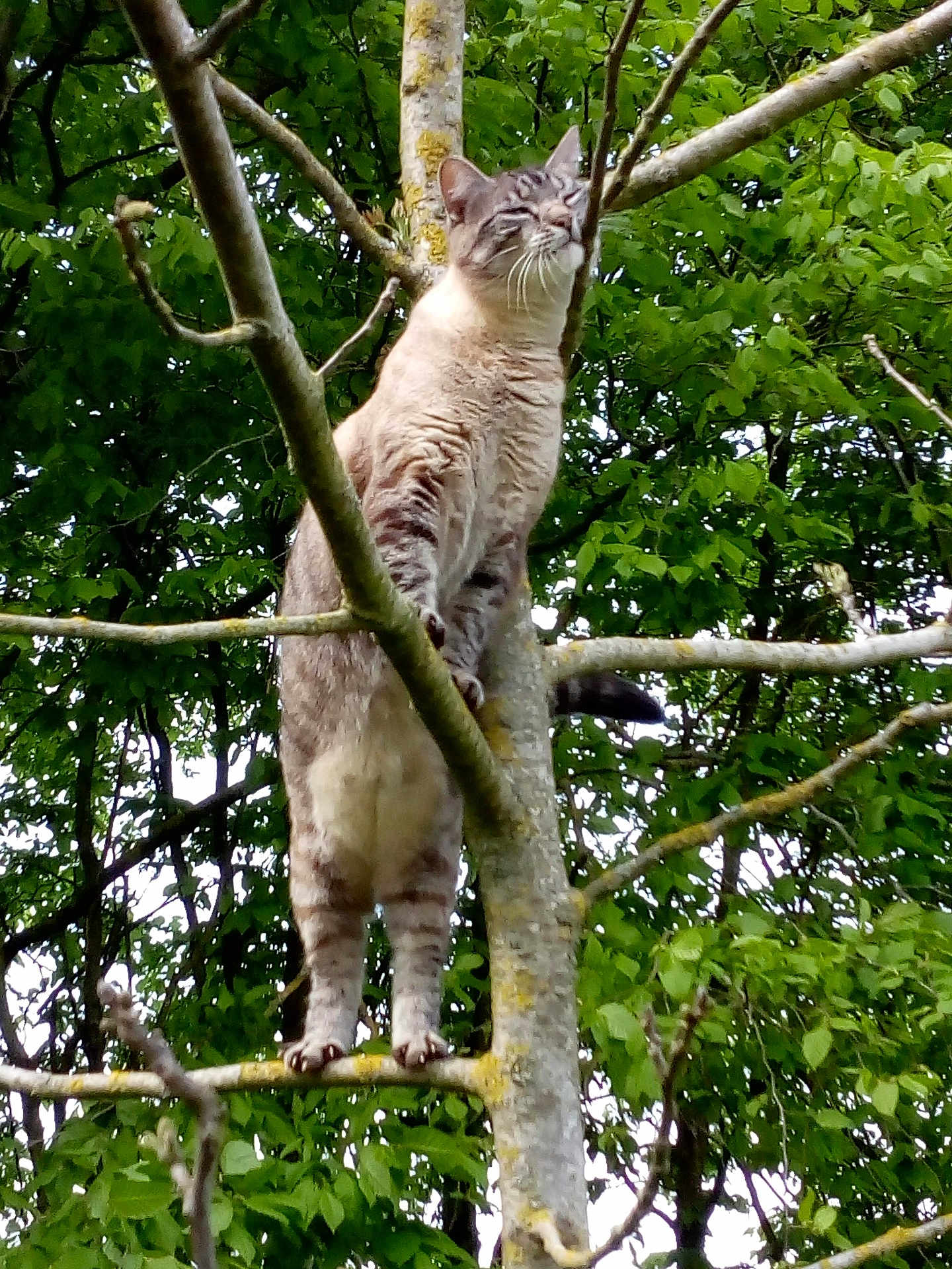 Minette a rejoint le concours — aidez-le/la à gagner de superbes lots ! cat, tree, branches, leaves, nature, outdoor, animal, feline, fur, wildlife, greenery, climbing, pet, mammal, standing, alert, daylight, plant, trunk, forest