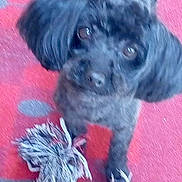 Amy a rejoint le concours — aidez-le/la à gagner de superbes lots ! dog, black_dog, toy, rope_toy, carpet, indoor, pet, animal, cute, looking_up, fur, small_dog, playful, domestic_animal, companion, pup, canine, floor, blurred, closeup